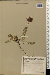 Astragalus lineatus Lam., Caucasus, Turkish Caucasus (NE Turkey) (K7) (Turkey)