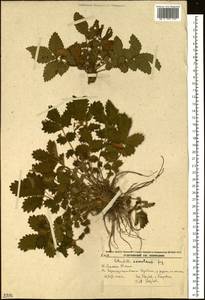 Potentilla ancistrifolia Bunge, Siberia, Russian Far East (S6) (Russia)