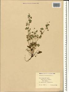 Geranium rotundifolium L., Caucasus, Black Sea Shore (from Novorossiysk to Adler) (K3) (Russia)