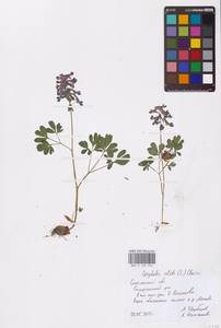 Corydalis solida (L.) Clairv., Eastern Europe, Western region (E3) (Russia)