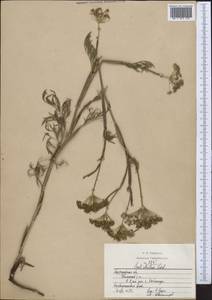Seseli strictum Ledeb., Middle Asia, Northern & Central Kazakhstan (M10) (Kazakhstan)