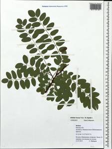 Robinia viscosa × hispida, Eastern Europe, Moscow region (E4a) (Russia)