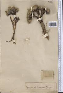 Oxytropis stracheana Baker, Middle Asia, Pamir & Pamiro-Alai (M2)
