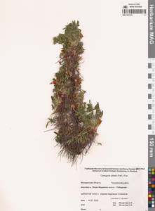 Caragana jubata (Pall.) Poir., Siberia, Chukotka & Kamchatka (S7) (Russia)