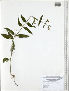 Vincetoxicum hirundinaria Medik., Eastern Europe, Central region (E4) (Russia)