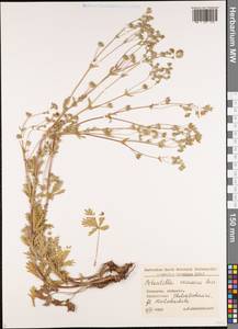 Potentilla inclinata Vill., Caucasus, Georgia (K4) (Georgia)