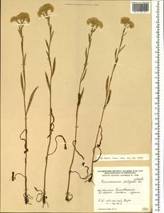 Turczaninowia fastigiata (Fisch.) DC., Siberia, Russian Far East (S6) (Russia)