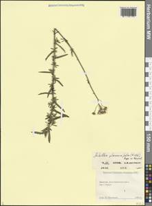 Achillea ptarmicifolia (Willd.) Rupr. ex Heimerl, Caucasus, Dagestan (K2) (Russia)
