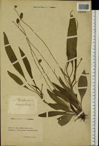 Plantago lanceolata L., Eastern Europe, Rostov Oblast (E12a) (Russia)