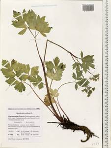 Ligusticum scoticum L., Eastern Europe, Northern region (E1) (Russia)