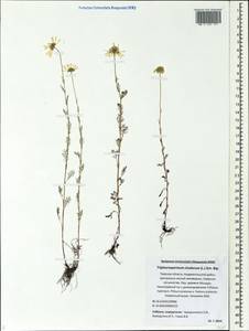 Tripleurospermum inodorum (L.) Sch.-Bip, Eastern Europe, North-Western region (E2) (Russia)