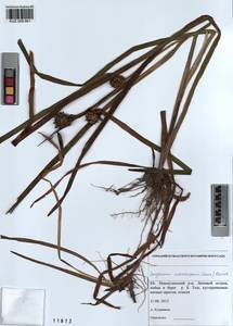 Sparganium erectum subsp. microcarpum (Neuman) Domin, Siberia, Altai & Sayany Mountains (S2) (Russia)