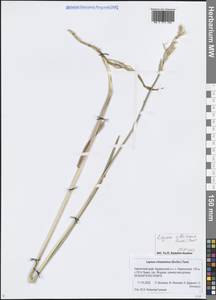 Leymus villosissimus (Scribn.) Tzvelev, Siberia, Chukotka & Kamchatka (S7) (Russia)