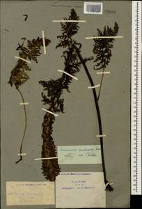 Pedicularis condensata M. Bieb., Caucasus, Armenia (K5) (Armenia)