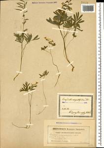 Corydalis angustifolia (M. Bieb.) DC., Caucasus, Georgia (K4) (Georgia)