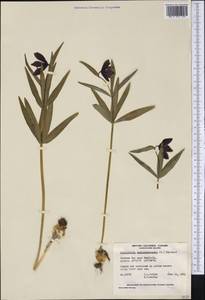 Fritillaria camschatcensis (L.) Ker Gawl., America (AMER) (Canada)