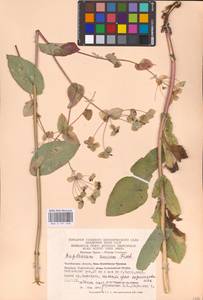 Bupleurum aureum Fisch., Eastern Europe, Eastern region (E10) (Russia)