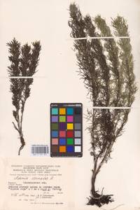 Adonis vernalis L., Eastern Europe, West Ukrainian region (E13) (Ukraine)
