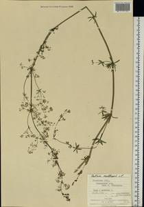Galium mollugo L., Eastern Europe, West Ukrainian region (E13) (Ukraine)