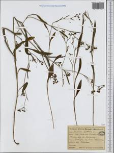 Bupleurum falcatum L., Western Europe (EUR) (Germany)