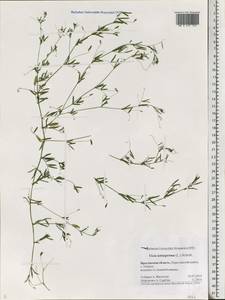 Vicia tetrasperma (L.)Schreb., Eastern Europe, Central forest region (E5) (Russia)