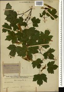 Acer campestre L., Caucasus, Azerbaijan (K6) (Azerbaijan)