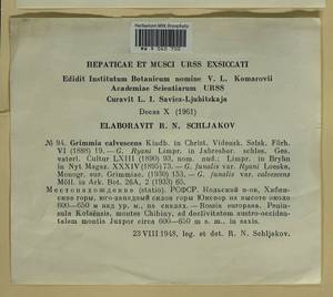 Grimmia funalis (Schwägr.) Bruch & Schimp., Bryophytes, Bryophytes - Karelia, Leningrad & Murmansk Oblasts (B4) (Russia)