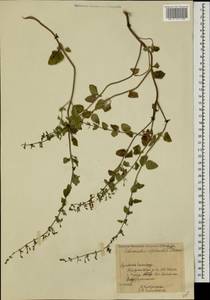 Clinopodium nepeta (L.) Kuntze, Caucasus, Armenia (K5) (Armenia)