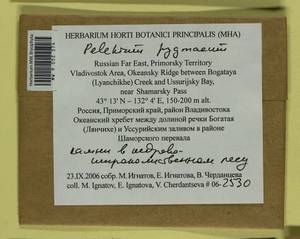 Pelekium pygmaeum (Schimp.) Touw, Bryophytes, Bryophytes - Russian Far East (excl. Chukotka & Kamchatka) (B20) (Russia)