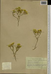 Limonium aureum (L.) Chaz., Siberia, Altai & Sayany Mountains (S2) (Russia)