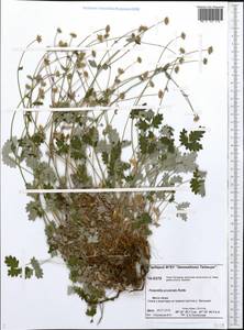 Potentilla ×prostrata Rottb., Siberia, Central Siberia (S3) (Russia)