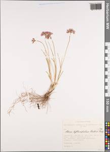 Allium tytthocephalum Schult. & Schult.f., Siberia, Altai & Sayany Mountains (S2) (Russia)