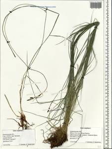 Carex cespitosa L., Eastern Europe, Northern region (E1) (Russia)