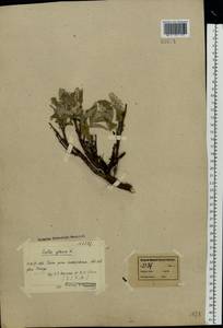 Salix glauca L., Eastern Europe, Northern region (E1) (Russia)