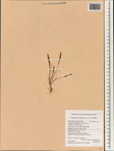 Catapodium rigidum (L.) C.E.Hubb., South Asia, South Asia (Asia outside ex-Soviet states and Mongolia) (ASIA) (Cyprus)