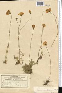 Papaver croceum Ledeb., Middle Asia, Western Tian Shan & Karatau (M3)