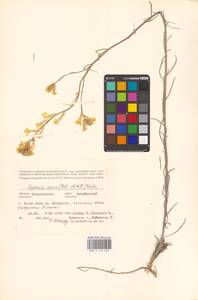 Erysimum canum (Piller & Mitt.) Polatschek, Eastern Europe, Lower Volga region (E9) (Russia)