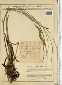 Carex rostrata Stokes, Eastern Europe, Northern region (E1) (Russia)