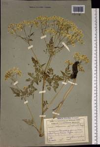 Anthriscus sylvestris subsp. sylvestris, Siberia, Altai & Sayany Mountains (S2) (Russia)