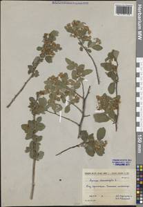 Spiraea chamaedryfolia L., Siberia, Central Siberia (S3) (Russia)