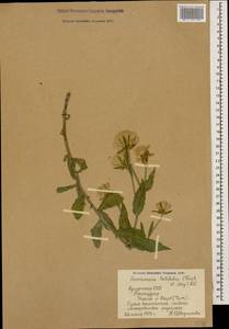 Scorzonera latifolia (Fisch. & C. A. Mey.) DC., Caucasus, Armenia (K5) (Armenia)