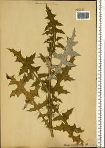 Echinops sphaerocephalus L., Eastern Europe, Moscow region (E4a) (Russia)