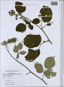 Rubus ibericus Juz., Caucasus, Black Sea Shore (from Novorossiysk to Adler) (K3) (Russia)