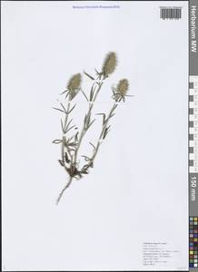 Trifolium angustifolium L., Caucasus, Black Sea Shore (from Novorossiysk to Adler) (K3) (Russia)