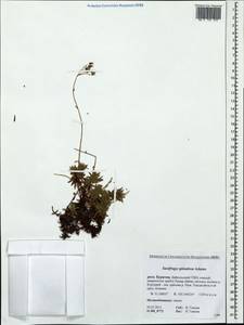 Saxifraga bronchialis subsp. bronchialis, Siberia, Baikal & Transbaikal region (S4) (Russia)