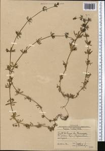 Galium tricornutum Dandy, Middle Asia, Western Tian Shan & Karatau (M3) (Uzbekistan)