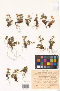 Potentilla matsumurae Th. Wolf, Siberia, Russian Far East (S6) (Russia)