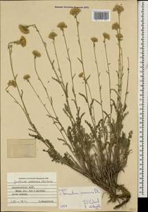 Tanacetum canescens DC., Caucasus, Azerbaijan (K6) (Azerbaijan)