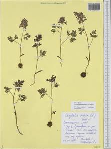 Corydalis subjenisseensis E. M. Antipova, Siberia, Central Siberia (S3) (Russia)