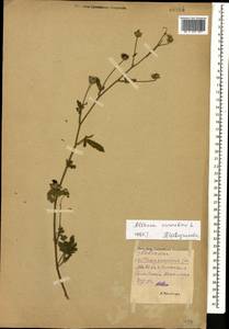 Althaea cannabina L., Caucasus, Black Sea Shore (from Novorossiysk to Adler) (K3) (Russia)